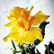 Seeds 50pcs/Bag Hibiscus Mutabilis Fiore di Fiore Garden & Home Perennas in Vase Flower Plants Farm Happy Hibiscus Bonsai Seed 5 : Seeds Only