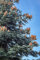 20 Samen Edeltanne Abies nobilis/procera, Silbertanne, Pazifische Edeltanne