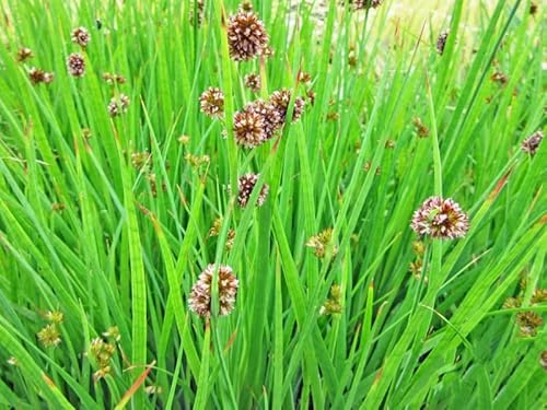 3x Zwergbinse | Juncus ensifolius | Wasserpflanze | Teichpflanze | winterhart | Mini Teich geeignet