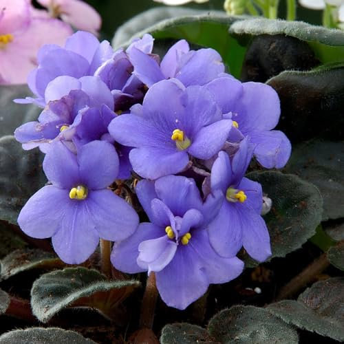 400 piezas de semillas de violeta resistentes - jardinería plantas resistentes para jardín Violetas africanas, Matthiola incana, semillas de flores silvestres violetas semillas de prado de