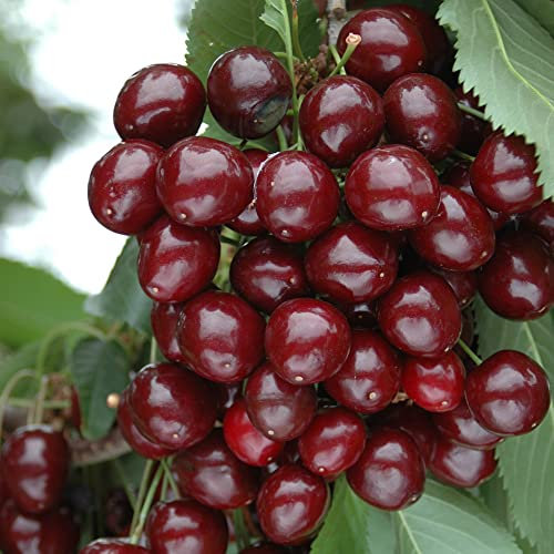 You Garden - Pair Cherry Fruit Bush 'Porthos' 3L 60-80cm Tall