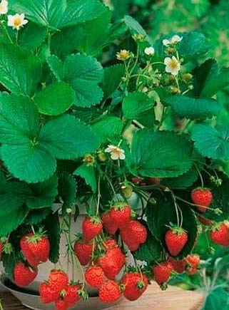 5 PIANTE DI FRAGOLA DI BOSCO VASO 10