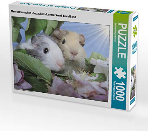CALVENDO Puzzle Meerschweinchen - bezaubernd, entzückend, hinreißend 1000 Teile Lege-Größe 64 x 48 cm Foto-Puzzle Bild von Sabine Hampe-Neves