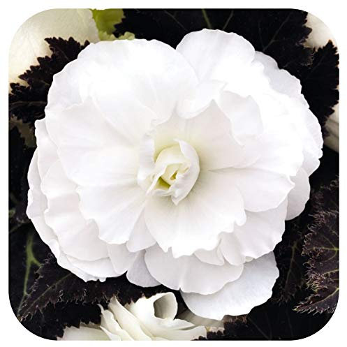 Begonia Non-Stop Double Tubers/Corms White x 5 Summer Flowering by Growtanical®