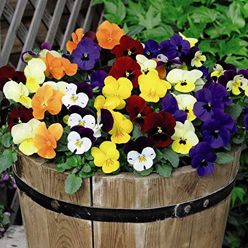 Viola Flower Plug Plant 'Most Scented Mix' Viola x wittrockiana Hardy Biennial Flowering Garden Plants Easy to Grow Fragrant Flowers for The Garden 24 Plugs by Thompson and Morgan