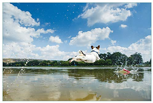 Wallario Küchenrückwand selbstklebend 90 x 60 cm, Motiv: Jack Russel Terrier im Wasser | Spritzschutz abwischbar & pflegeleicht
