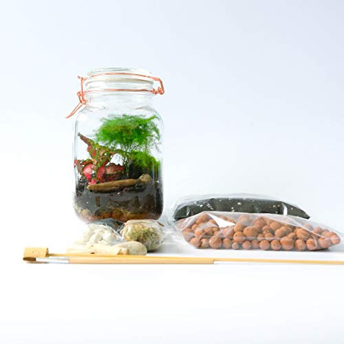 Kit de terrario con helecho Fittonia y herramientas