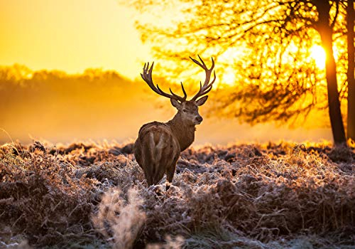wandmotiv24 Fototapete Wald mit Hirsch, 400 x 280 cm - selbstklebende Strukturtapete, Wanddeko, Wandbild, Wandtapete, Sonnenaufgang, Hirsch, Wiese M5719