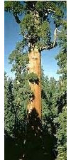 10 semillas de SEQUOIA Sequoiadendron giganteum GIGANTE