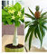 BALDUR Garten Zimmerpflanzen-Mix Südsee, 2 Pflanzen 1 Pflanze, Hawaii-Palme und 1 Pflanze, Ananaspflanze Corona blühende Zimmerpflanzen, mehrjährig - frostfrei halten, Brighamia insignis