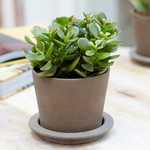 Crassula Ovata Jade - Planta Viva Suculenta de Interior para Hogar 12cm en Maceta