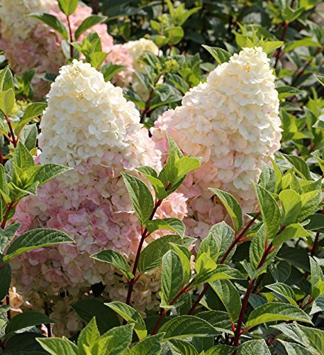 Hochstamm Rispenhortensie Silver Dollar 80-100cm - Hydrangea paniculata