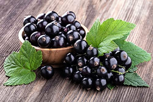 RIBES NERO pianta in vaso 12x12 (3 piante)
