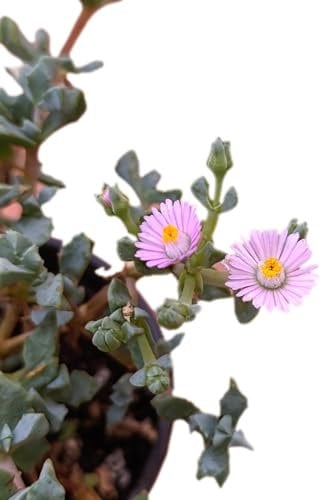 pianta vera di Oscularia deltoides pianta grassa pendente succulente fiori rosa