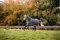 Horseware Amigo Bravo 12 Plus medium mit Halsteil Disc Excalibur- Aqua Gr. wählbar (140)
