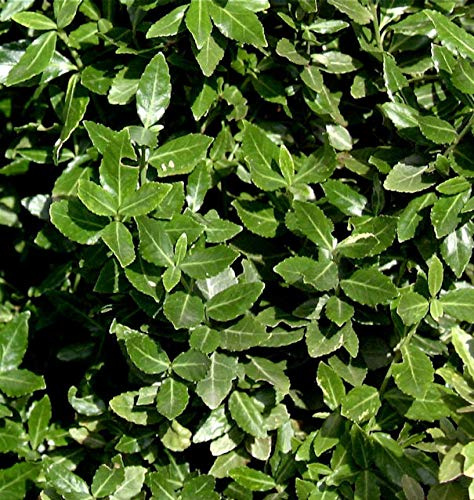 10x Kriechspindel radicans 10-15cm - Euonymus fortunei - lebende Gartenpflanze aus den Baumschulen