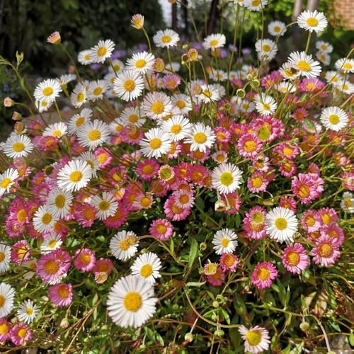 550 piezas Semillas de Margarita Española - jardín flores plantas planta de balcón, Erigeron karvinskianus, flores balcón bonsai semillas cama de flores jardín de rocas plantas resistente