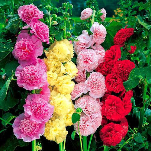 75 Hollyhock Seeds – Althaea rosea ‘Double Chater’s White’ – Double Pure White Flowers – Tall Perennial Cottage Garden Flower – Free Plant Tag