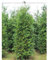 Thuja plicata Atrovirens 200-225 cm. 8 Thuja Pflanzen. Blickdichte Thujahecke