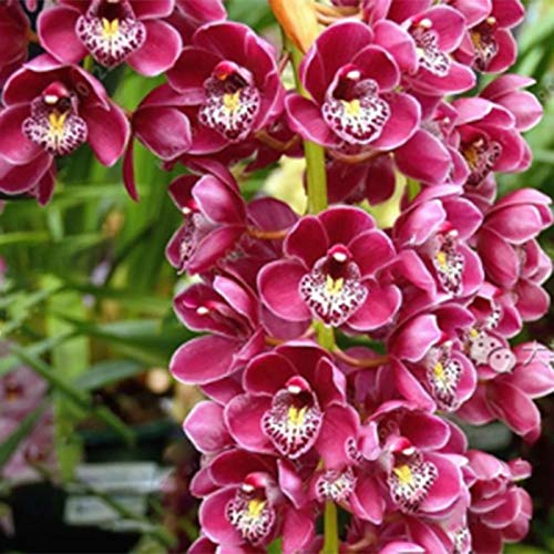 TOYHEART 50 Stück Premium Blumensamen, Phalaenopsis Samen Orchideen Landschaftsbau Ornamente Gemischte Farben Blumenpflanzensämlinge Für Den Garten Weiß