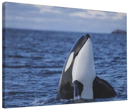 EgoMed Wandkunstdrucke, Leinwand-Wandkunst, hängendes Gemälde für Heimdekoration, Wohnzimmer, 30 x 45 cm,Killerwale Orca