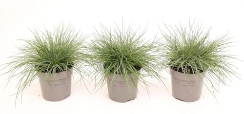 3er-Set Festuca Eisvogel – Blau-Schwingel/Schaf-Schwingel – winterhartes Ziergras ca. 20 cm – pflegeleicht, kompakt, immergrün, ideal für Beet, Kübel & Steingarten