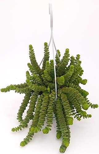 POWERS TO FLOWERS - CRASSULA HOTTENTOT, COLLANA DI GIADA, pianta vera