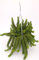 POWERS TO FLOWERS - CRASSULA HOTTENTOT, COLLANA DI GIADA, pianta vera
