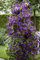 Clematis viticella 'Polish Spirit' 40-60 cm - Waldrebe, violette Blüten, Blütezeit Juni-September, ideal für Rankgerüste, pflegeleicht und winterhart