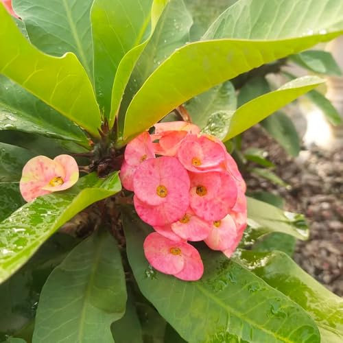 Christusdorn Samen - luftreinigende zimmerpflanzen Christusdorn Pflanze, Euphorbia milii, herbstpflanzen, deko blumen grünpflanzen, balkonpflanzen geschenke für gartenliebhaber 150pcs