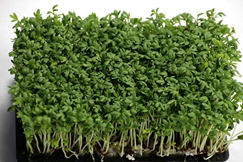80g Cress Seed - 32,000 Seeds Common Plain - 80g Seed by Pretty Wild Seeds