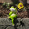 Garten Deko Frosch Figuren, Frosch Figur Gartendeko Für Draußen, Harz Frösche Statue Garten Deko, Gartenfigur Gartendekoration, Harz Statue Bauernhof Balkon Wohnzimmer Office