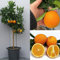 SAVINI VIVAI Pianta di Arancio Albero di Agrumi Arancio Dolce a Polpa Gialla Washington Navel in Vaso da 35 cm Altezza 150-180 cm 6-7 Anni di innesto Made Italy