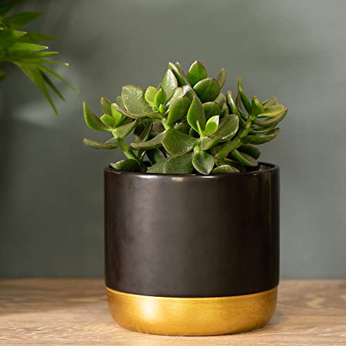 Crassula ovata ‘Hulk’ Money Tree Jade Plant Succulent Indoor Tender House Plants, Easy to Grow, Low Maintenance, Drought Tolerant, 2 x 12cm Pots, Crassula ‘Hulk’ by Thompson and Morgan (2)