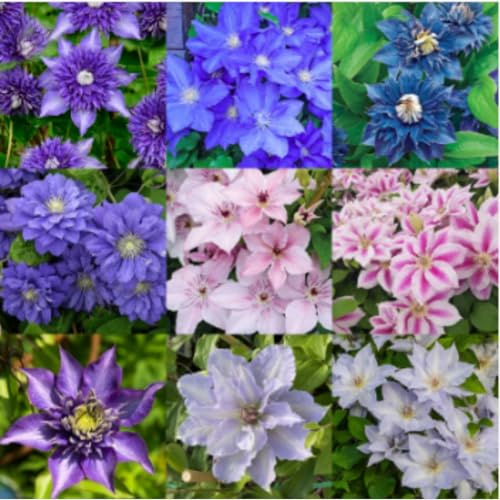 Clematis Rhizome, Mix MehrjäHrig, Lange BlüTezeit, Kletterpflanzen im Topf, Winterharte Bienenfreundlich, Balkon Rhizome,-6zwiebeln-D