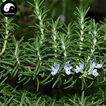 vegherb Kaufen Rosmarinus officinalis Baumsamen 30Pcs Pflanze Rosmarin Baum Mi Xiang Die