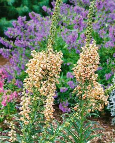 Digitalis ferruginea 'Gigantea' ca. 9x9 cm Topf - Rostroter Fingerhut, cremefarbene Blüten, Blütezeit Juni-August, ideal für Rabatten, bienenfreundlich, pflegeleicht