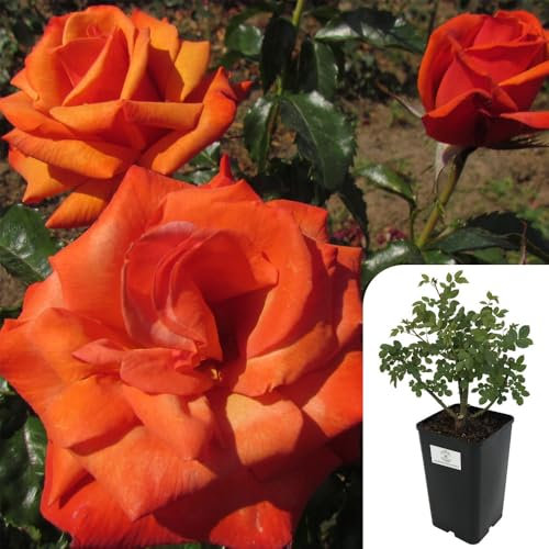 Remember Me Hybrid Tea Rose – Fragrant Orange Blooms, RHS Award Winner, Potted 3L Plant – Stunning Garden & Patio Rose for Year-Round Beauty