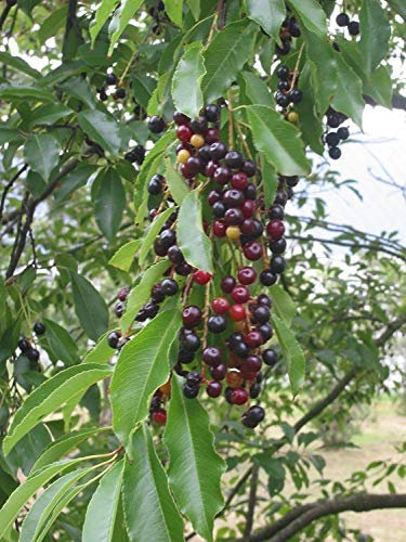 VISA STORE Cerisier, Prunus serotina, 60 graines Graines (rapide, comestible, Fl couleur, Hardy)