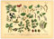 Generisch Wald Poster Bäume | Vintage Botanik Illustration 4 A3 (42 x 29,7 cm)