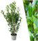 Plants by Frank | 20 Extra Große Kirschlorbeer Pflanzen Caucasica für 10 laufende Meter Hecken | ↨ 125-150 cm im 15 Liter Topf | Prunus Caucasica | Heckenpflanzen |Sichtschutz garten| Lorbeer Pflanze