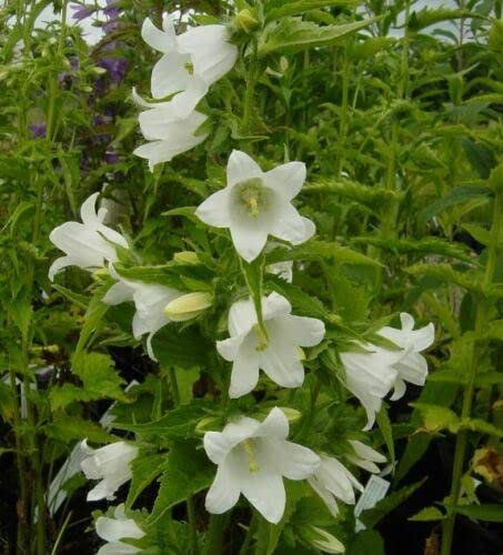 Approx 100 Seeds of Campanula Trachelium Alba