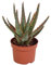 Aloe Zebrina Dannyz Ø10.5cm - 18cm