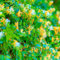 350 pz Semi di caprifoglio - Lonicera japonica - semi di bonsai, semi di varietà antiche pianta di caprifoglio Caprifoglio giapponese, piante da giardino, sementi biologiche seme,