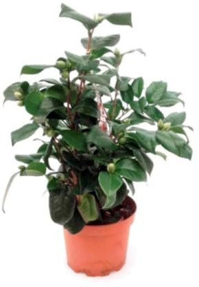 Planta natural Camelia Japonica Blanca, 35-40 cm. Arbusto ornamental, simboliza la pureza, con flores elegantes y follaje verde brillante. Segura Garden.