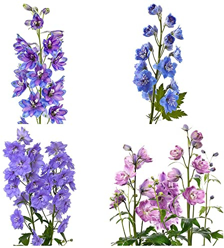 Rittersporn Pflanze Samen Wildblumenmischung Delphinium Steingarten Mischung MehrjäHrig Staude Blumen Deko Flower Blumensamen Blumenwiese Saatgut KräUter Pflanzen Balkonpflanzen 400Stück