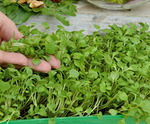 Microgreens - Cohete, rúcula - hojas jóvenes con un sabor excepcional - semilla