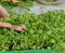 Microgreens - Cohete, rúcula - hojas jóvenes con un sabor excepcional - semilla