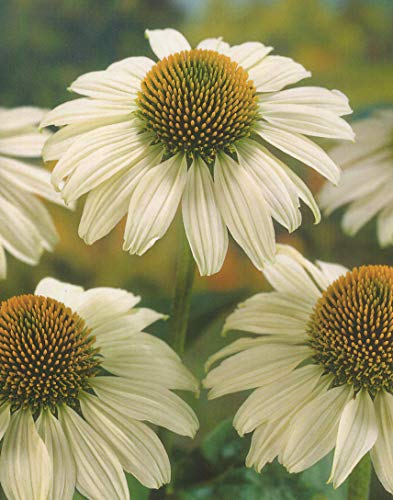 3 Echinacea purpurea White Swan Sonnenhut 3 Wurzelstücke Staude Winterhart