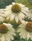 3 Echinacea purpurea White Swan Sonnenhut 3 Wurzelstücke Staude Winterhart